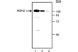 Western Blotting (WB) image for anti-Mismatch Repair Protein 2 (MSH2) antibody (ABIN967509) (MSH2 antibody)