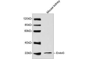 Western blot analysis of tissue lysates using EndoG Antibody (ABIN399086, 1 µg/mL) The signal was developed with IRDyeTM 800 Conjugated Goat Anti-Rabbit IgG. (Endonuclease G antibody  (AA 200-250))