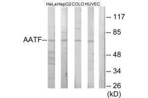 Western blot analysis of extracts from HeLa cells, HepG2 cells, COLO205 cells and HUVEC cells, using AATF antibody. (AATF antibody  (N-Term))
