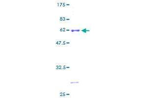 GIMAP5 Protein (AA 1-307) (GST tag)