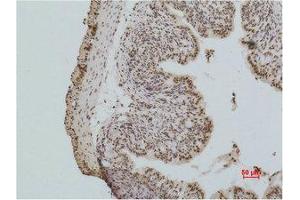 Immunohistochemistry (IHC) analysis of paraffin-embedded Mouse Colon Tissue using Histone H2A.