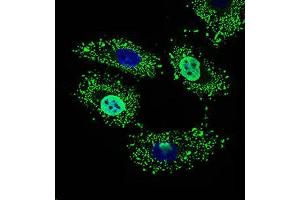 Immunofluorescence analysis of HeLa cells using WHSC2 mouse mAb (green). (WHSC2 antibody  (AA 280-511))