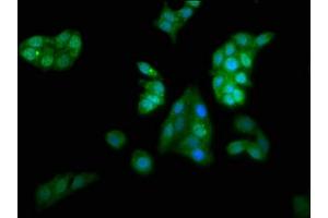 Immunofluorescence (IF) image for anti-Potassium Voltage-Gated Channel, Shaker-Related Subfamily, beta Member 1 (KCNAB1) (AA 287-401) antibody (ABIN7175618)