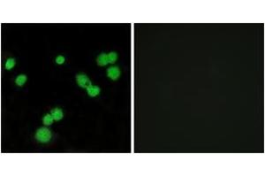 Immunofluorescence analysis of MCF7 cells, using SFRS5 Antibody. (SRSF5 antibody  (AA 71-120))