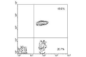 Image no. 1 for anti-CD4 (CD4) antibody (FITC) (ABIN135509) (CD4 antibody  (FITC))