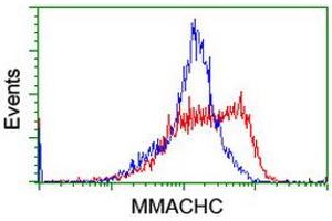 Image no. 2 for anti-Methylmalonic Aciduria (Cobalamin Deficiency) CblC Type, with Homocystinuria (MMACHC) antibody (ABIN1499515) (MMACHC antibody)