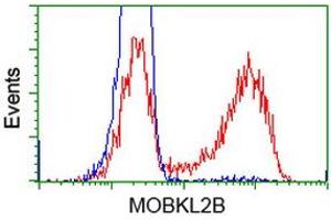 HEK293T cells transfected with either RC205977 overexpress plasmid (Red) or empty vector control plasmid (Blue) were immunostained by anti-MOBKL2B antibody (ABIN2453316), and then analyzed by flow cytometry.