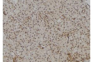 ABIN6264342 and ABIN6277090 at 1/100 staining Rat kidney tissue by IHC-P. (POLR2A/RPB1 antibody  (Internal Region))
