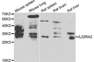 Western blot analysis of extracts of various cell lines, using IL22RA2 antibody (ABIN5975488) at 1/1000 dilution. (IL22RA2 antibody)