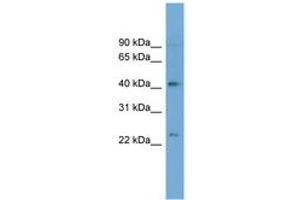 ATP8B2 antibody  (AA 35-84)
