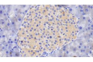 Detection of TF in Mouse Pancreas Tissue using Monoclonal Antibody to Tissue Factor (TF) (Tissue factor antibody  (AA 30-251))