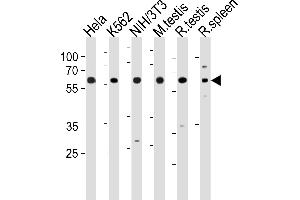 HDAC1 Antibody (M1) (ABIN1882087 and ABIN2844612) western blot analysis in Hela,K562,mouse NIH/3T3 cell line and mouse testis,rat testis and spleen tissue lysates (35 μg/lane). (HDAC1 antibody  (N-Term))