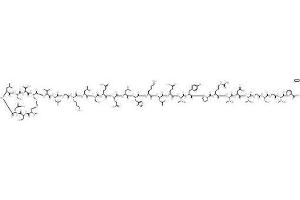 Image no. 1 for Calcitonin (Calca) peptide (ABIN399334) (Calcitonin (Calca) Peptide)
