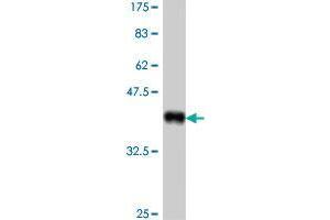 Western Blot detection against Immunogen (37. (SCARA3 antibody  (AA 316-415))