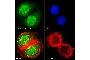ABIN184727 Immunofluorescence analysis of paraformaldehyde fixed A549 cells, permeabilized with 0. (KLF3 antibody  (N-Term))