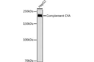 Western blot analysis of extracts of HepG2 cells, using Complement C4A antibody (ABIN7266481) at 1:1000 dilution. (C4A antibody)