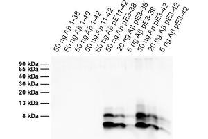 Detection of different synthetic Abeta species (dilution 1 : 1000). (Abeta-pE3 antibody)