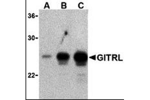 Western Blotting (WB) image for anti-Tumor Necrosis Factor (Ligand) Superfamily, Member 18 (TNFSF18) antibody (ABIN1031751) (TNFSF18 antibody)