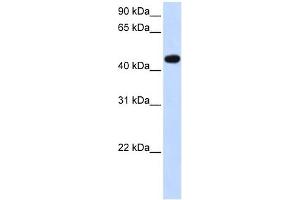 AADAC antibody used at 1 ug/ml to detect target protein. (AADAC antibody)