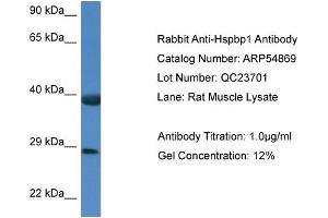 Western Blotting (WB) image for anti-HSPA Binding Protein, Cytoplasmic Cochaperone 1 (HSPBP1) (C-Term) antibody (ABIN2785930) (HSPBP1 antibody  (C-Term))