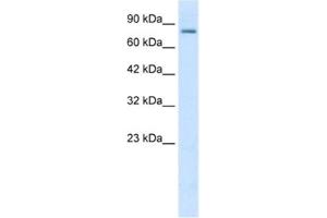 Western Blotting (WB) image for anti-Small Conductance Calcium-Activated Potassium Channel Protein 3 (KCNN3) antibody (ABIN2461100)