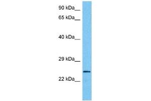 MXI1 antibody  (Middle Region)