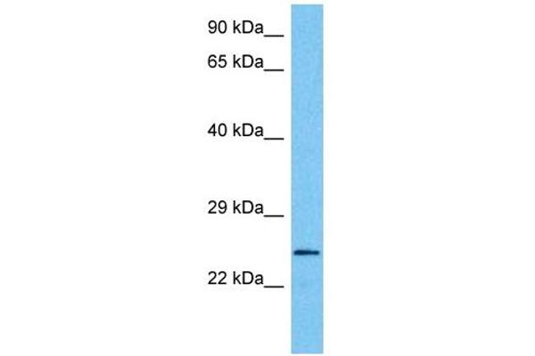 MXI1 antibody  (Middle Region)