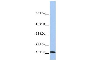 FAU antibody used at 1 ug/ml to detect target protein. (FAU antibody)