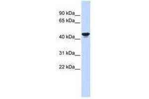 Image no. 1 for anti-Hypoxia Inducible Factor 1, alpha Subunit Inhibitor (HIF1AN) (C-Term) antibody (ABIN6740592)
