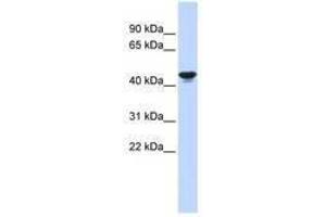 Image no. 1 for anti-Hypoxia Inducible Factor 1, alpha Subunit Inhibitor (HIF1AN) (C-Term) antibody (ABIN6740592) (HIF1AN antibody  (C-Term))