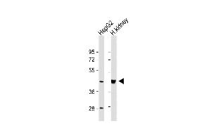 All lanes : Anti-OAS1 Antibody (C-term) at 1:1000 dilution Lane 1: HepG2 whole cell lysate Lane 2: Human kidney lysate Lysates/proteins at 20 μg per lane. (OAS1 antibody  (C-Term))