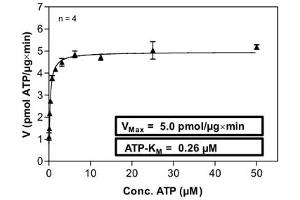 Image no. 1 for Casein Kinase 2 alpha 1 (CSNK2A1) (AA 1-391) (Active) protein (GST tag) (ABIN5570508) (CSNK2A1/CK II alpha Protein (AA 1-391) (GST tag))