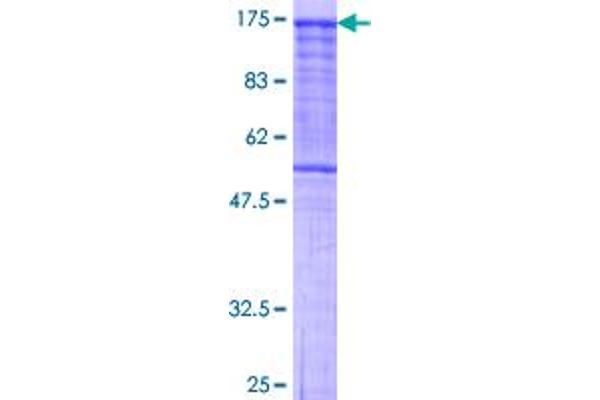 Protocadherin gamma Subfamily C, 3 (PCDHGC3) (AA 1-934) protein (GST tag)