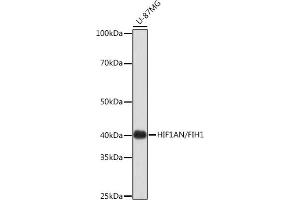 Western blot analysis of extracts of U-87MG cells, using HIF1AN/FIH1 Rabbit mAb (ABIN7267820) at 1:1000 dilution. (HIF1AN antibody)