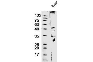 Mouse liver lysate probed with Anti-Antithrombin III Polyclonal Antibody  at 1:5000 90min in 37˚C. (SERPINC1 antibody  (AA 141-211))