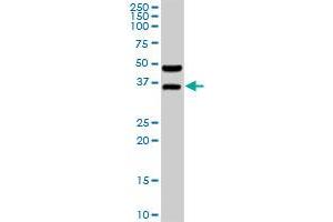 BOLL MaxPab rabbit polyclonal antibody. (BOLL antibody  (AA 1-295))