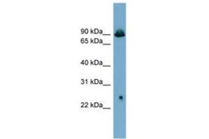 SLC6A5 antibody  (AA 503-552)