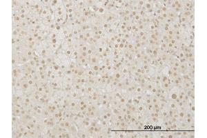 Immunoperoxidase of monoclonal antibody to LHX4 on formalin-fixed paraffin-embedded human adrenal gland. (LHX4 antibody  (AA 208-306))