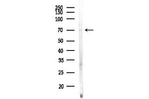 anti-Zona Pellucida Glycoprotein 1 (ZP1) (Internal Region) antibody
