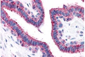 Anti-GPRC5A / RAI3 antibody  ABIN1048909 IHC staining of human breast. (GPRC5A antibody  (Transmembrane Domain))