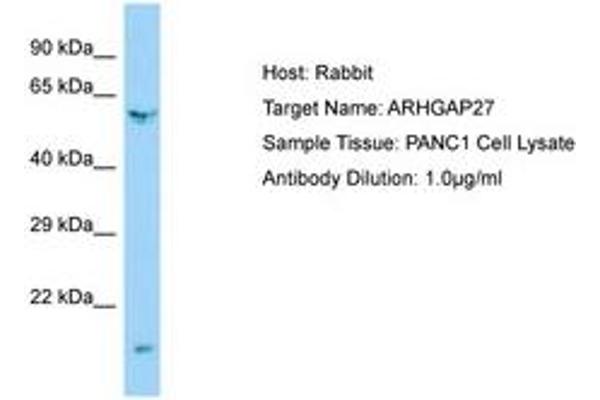 ARHGAP27 抗体  (AA 160-209)