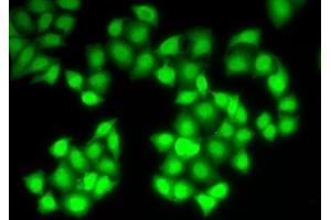 Immunofluorescence (IF) image for anti-Deoxyribonuclease I (DNASE1) (AA 22-282) antibody (ABIN3016215)