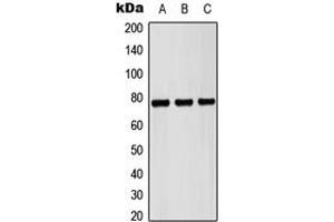Western blot analysis of Pericentrin expression in HEK293T (A), NIH3T3 (B), H9C2 (C) whole cell lysates. (PCNT antibody  (Center))