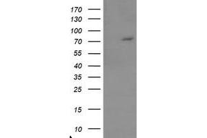 Image no. 1 for anti-Tigger Transposable Element Derived 1 (TIGD1) (AA 1-267) antibody (ABIN1490693)
