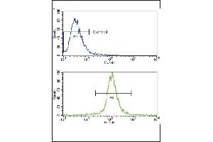 Flow cytometric analysis of NCI- cells using Caspase-3 (CASP3) Antibody (Center)(bottom histogram) compared to a negative control cell (top histogram). (Caspase 3 antibody  (AA 60-90))