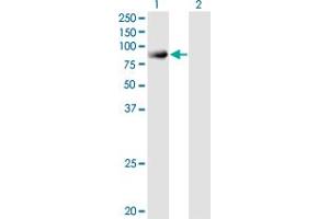 Western Blot analysis of SNX9 expression in transfected 293T cell line by SNX9 monoclonal antibody (M03A), clone 3C6. (SNX9 antibody  (AA 1-595))