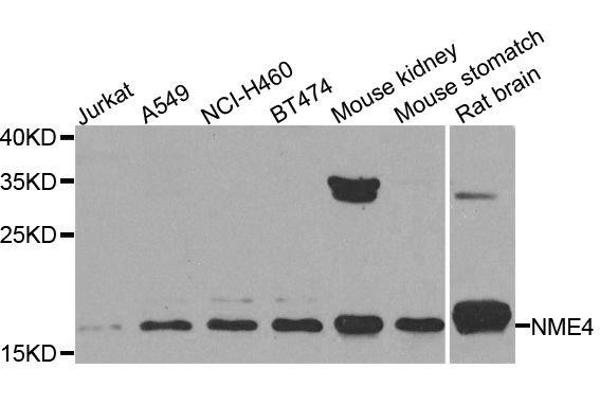 NME4 antibody  (AA 1-187)