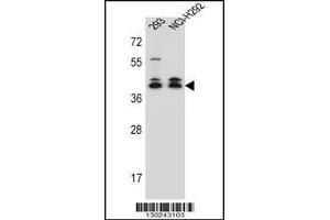 Western blot analysis in 293,NCI-H292 cell line lysates (35ug/lane). (DMRTC2 antibody  (AA 99-128))