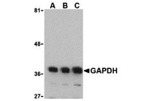 Western Blotting (WB) image for anti-Glyceraldehyde-3-Phosphate Dehydrogenase (GAPDH) (N-Term) antibody (ABIN1031391) (GAPDH antibody  (N-Term))