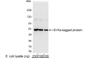 Western Blotting (WB) image for anti-His Tag antibody (HRP) (ABIN7449520) (His Tag antibody  (HRP))